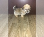 Small Photo #5 Shorkie Tzu Puppy For Sale in LAPEER, MI, USA