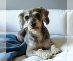 Small #1 Mutt
