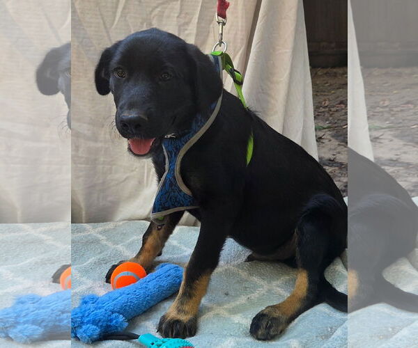 Medium Photo #4 German Shepherd Dog-Unknown Mix Puppy For Sale in Decatur, GA, USA