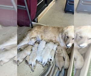 Mother of the Golden Retriever puppies born on 01/23/2023