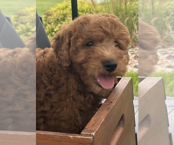 Medium Photo #2 Goldendoodle (Miniature) Puppy For Sale in HULL, IA, USA