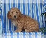 Small Photo #7 Miniature Labradoodle Puppy For Sale in FREDERICKSBURG, OH, USA