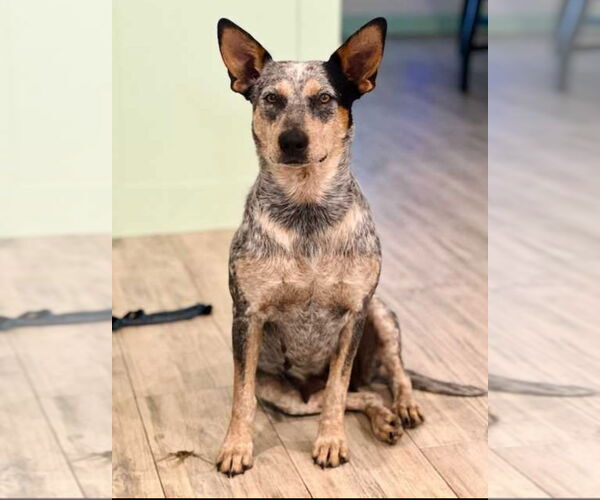 Medium Photo #2 Mutt Puppy For Sale in Amarillo, TX, USA