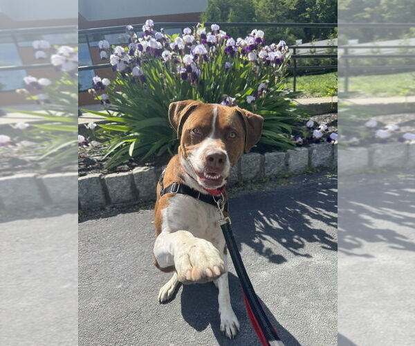 Medium Photo #38 Boxador Puppy For Sale in Elmsford, NY, USA