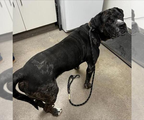 Medium Photo #1 Great Dane-Unknown Mix Puppy For Sale in HESPERIA, CA, USA