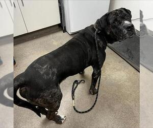 Great Dane-Unknown Mix Dogs for adoption in HESPERIA, CA, USA