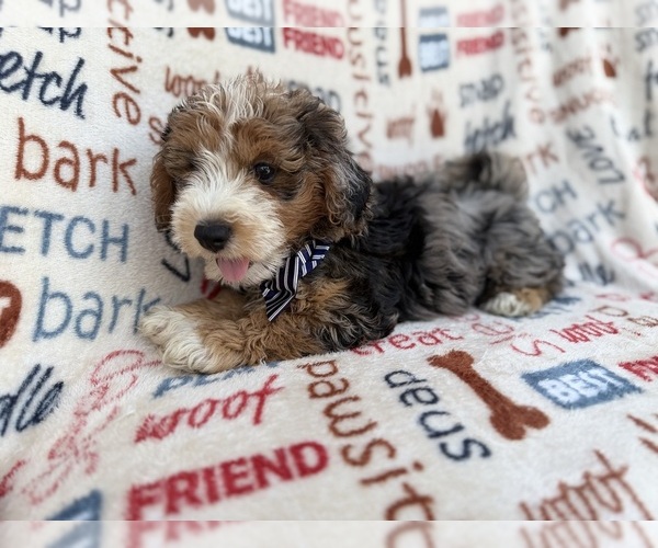 Medium Photo #2 Aussiedoodle Miniature  Puppy For Sale in LAKELAND, FL, USA