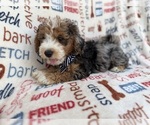 Small #1 Aussiedoodle Miniature 