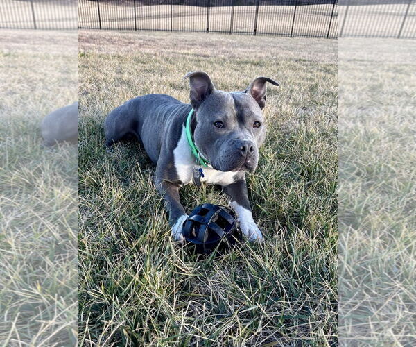 Medium Photo #5 American Pit Bull Terrier Puppy For Sale in Alexandria, VA, USA