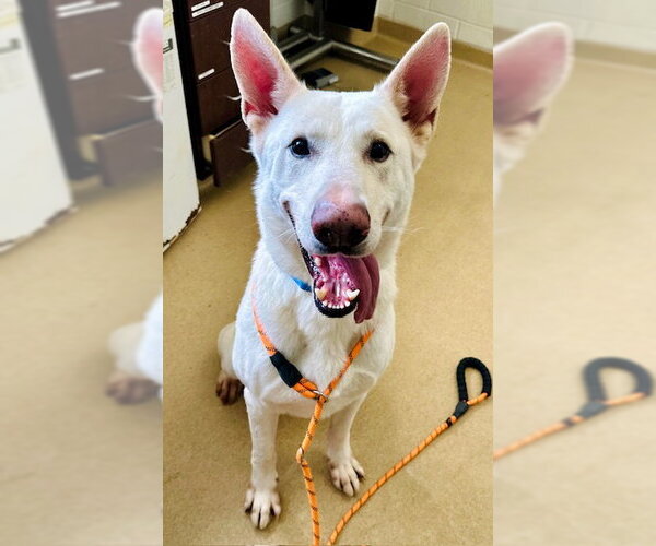 Medium Photo #1 German Shepherd Dog Puppy For Sale in Derwood, MD, USA