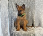 Small Photo #6 Malinois Puppy For Sale in LAKELAND, FL, USA