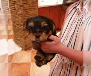 Irish Wolfhound Puppy for sale in SAINT PAUL, MN, USA