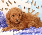 Small #6 Cavapoo