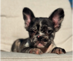 Small #1 French Bulldog