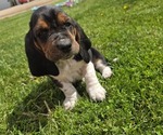 Puppy Birdie Basset Hound