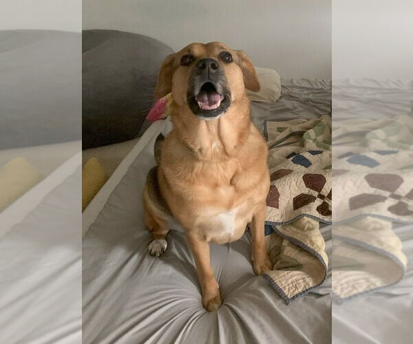 Medium Photo #4 Labrador Retriever-Unknown Mix Puppy For Sale in Candler, NC, USA