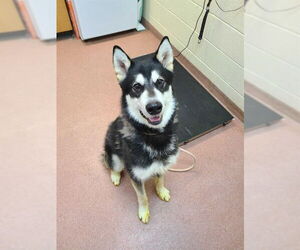 - Mix Dogs for adoption in Ogden, UT, USA