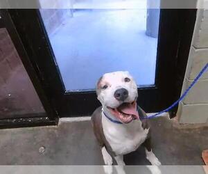 Mutt Dogs for adoption in Tulsa, OK, USA