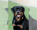 Small Rottweiler