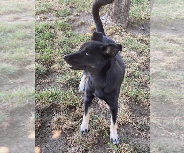 Medium Photo #1 Siberian Husky-Unknown Mix Puppy For Sale in Dana Point, CA, USA