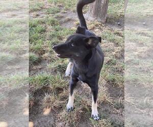 Siberian Husky-Unknown Mix Dogs for adoption in Dana Point, CA, USA