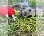 Small #1 Mutt