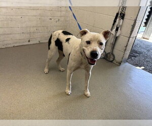 Border Collie Dogs for adoption in San Bernardino, CA, USA