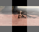 Small #5 Pembroke Welsh Corgi
