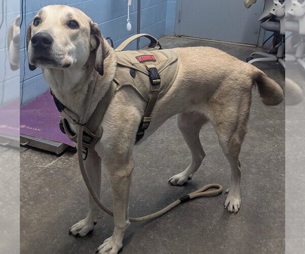 Medium Photo #7 Great Pyrenees-Unknown Mix Puppy For Sale in Evansville, IN, USA