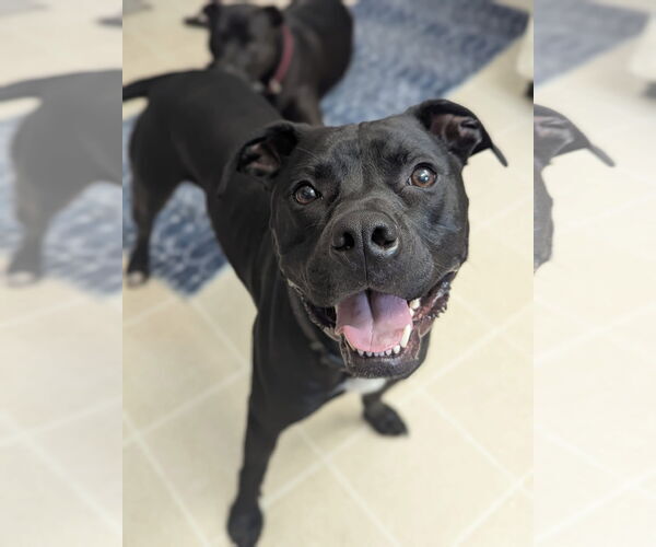 Medium Photo #3 American Pit Bull Terrier-Unknown Mix Puppy For Sale in Germantown, OH, USA