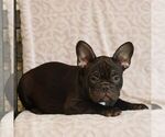 Small #1 French Bulldog