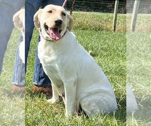 Mother of the Labrador Retriever puppies born on 06/06/2026