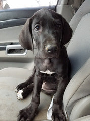 Great Dane Puppy for sale in GODFREY, IL, USA
