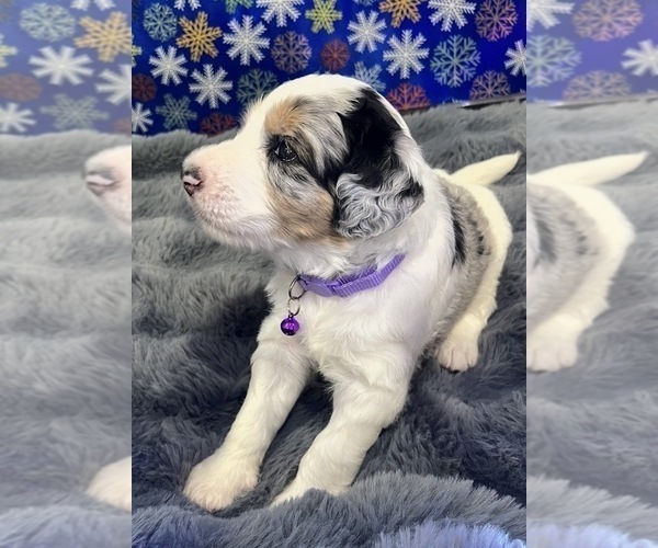 Medium Photo #15 Bernedoodle Puppy For Sale in CLEVELAND, TN, USA