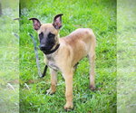 Small #1 German Shepherd Dog