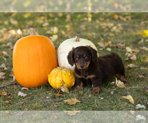 Dachshund Puppy for sale in BREMEN, IN, USA