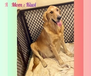 Mother of the Golden Retriever puppies born on 08/03/2025