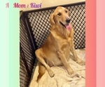 Small Photo #1 Golden Retriever Puppy For Sale in SUGAR LAND, TX, USA