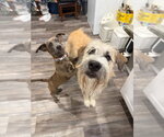 Small Photo #3 Anatolian Shepherd-Unknown Mix Puppy For Sale in Canton, CT, USA