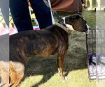 Small #1 American Staffordshire Terrier Mix