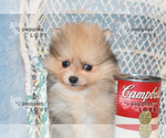Small Photo #8 Pomeranian Puppy For Sale in SANGER, TX, USA