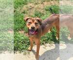 Small #1 Labrador Retriever Mix
