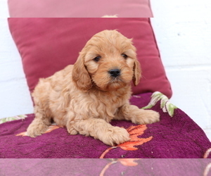 Cavalier King Charles Spaniel-Goldendoodle Mix Puppy for sale in SHILOH, OH, USA