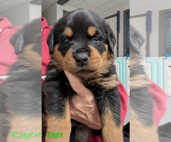 Medium Photo #10 Rottweiler Puppy For Sale in CANDIA, NH, USA
