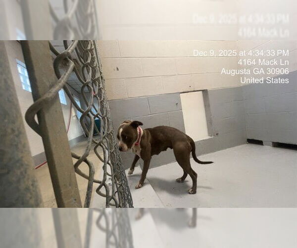 Medium Photo #3  Puppy For Sale in , 