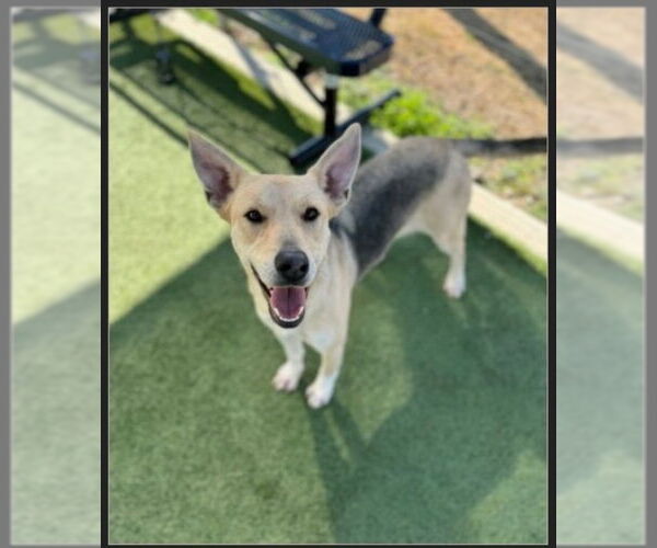 Medium Photo #2 German Shepherd Dog-Unknown Mix Puppy For Sale in Winston Salem, NC, USA