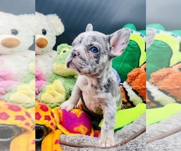 Medium Photo #6 French Bulldog Puppy For Sale in BELLVIEW, TX, USA