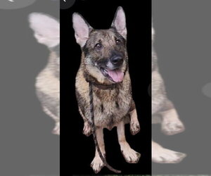 German Shepherd Dog Dogs for adoption in Winston Salem, NC, USA