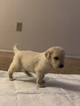 Small Photo #19 Goldendoodle Puppy For Sale in VACAVILLE, CA, USA