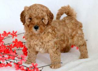 Goldendoodle (Miniature) Puppy for sale in MOUNT JOY, PA, USA